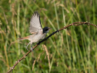 Neuntöter (Lanius collurio)