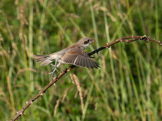 Neuntöter (Lanius collurio)