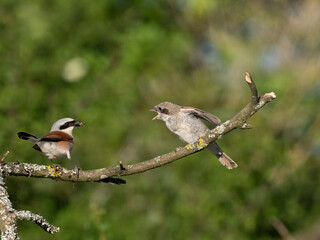 Neuntöter (Lanius collurio)