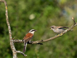 Neuntöter (Lanius collurio)