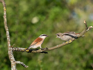 Neuntöter (Lanius collurio)