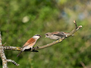 Neuntöter (Lanius collurio)