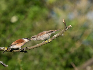 Neuntöter (Lanius collurio)