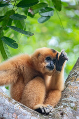 Obraz premium The Buff-cheeked Gibbon (Nomascus gabriellae) is a Southeast Asian primate with distinctive buff-colored cheeks. Found in Vietnam, Laos, and Cambodia, it is endangered due to habitat loss and poaching