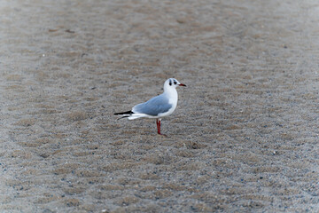 Gaviota en la playa