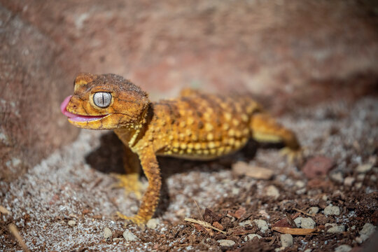 
The Rough Knob-Tailed Gecko (Nephrurus amyae) is native to Australia, known for its distinctive knob-like tail used for defense. It inhabits arid, rocky areas, is nocturnal, and feeds mainly on insec