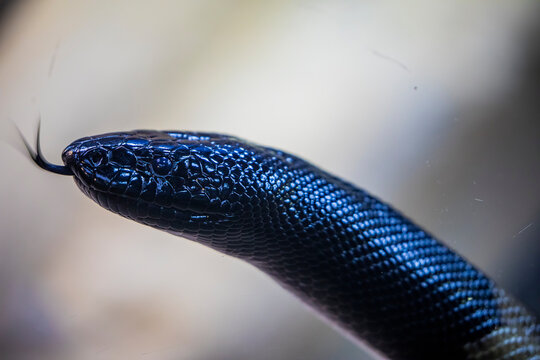 The black-headed python (Aspidites melanocephalus) is a species of snake in the family Pythonidae (the python family). The species is endemic to Australia.