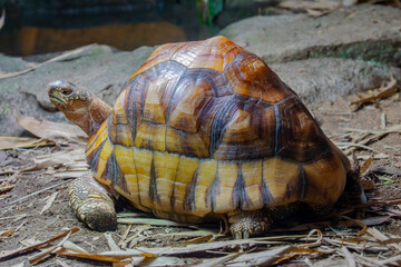 The angonoka tortoise (Astrochelys yniphora) is a critically endangered species of tortoise severely threatened by poaching for the illegal pet trade. It is endemic to Madagascar.