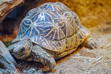 The Indian star tortoise (Geochelone elegans) is a threatened tortoise species native to India, Pakistan and Sri Lanka where it inhabits dry areas and scrub forest. 