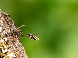 Mittlere Wespe oder Kleine Hornisse (Dolichovespula media)