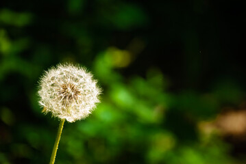 Dandelion in the sun