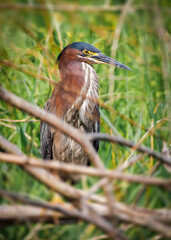 Green heron along the Letort Spring Run hunting for prey in the morning.