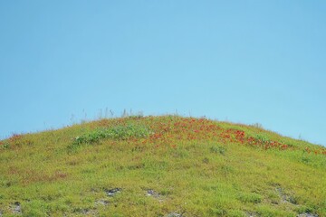 Obraz premium A Vibrant Green Hilltop Landscape with Poppies and Clear Blue Sky, Featuring a Serene Natural Setting Under Bright Sunshine
