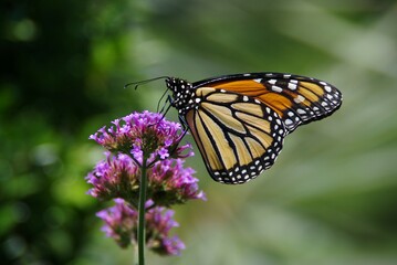 Monarch Butterfly on purple flower