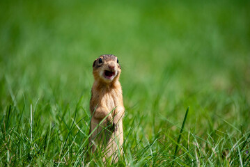 Thirteen-lined ground squirrel screaming  