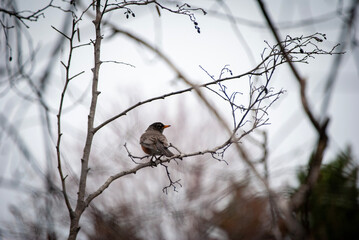 Robin on a branch in winter