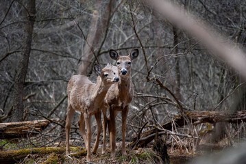 Naklejka premium Doe with her fawn 