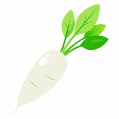 white long radish