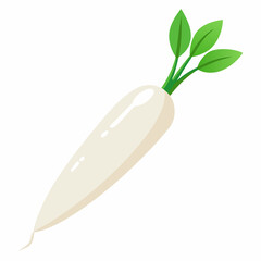 white long radish