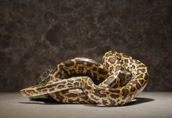 beautiful live natural snake python on stone for podium background