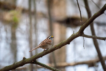 female cardinal on a branch