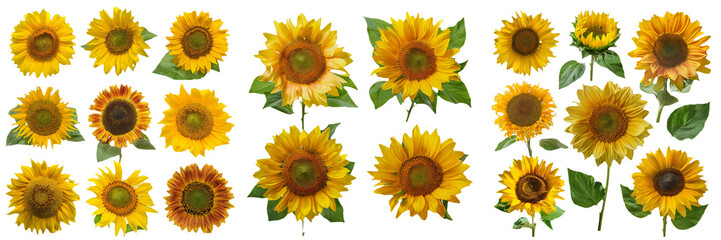 Obraz premium Collection of Sunflowers