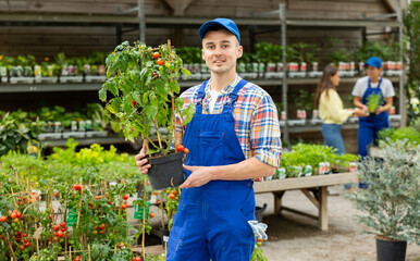 Man employee of garden hypermarket holds pot of indoor decorative cherry tomatoes in hands. Plant...