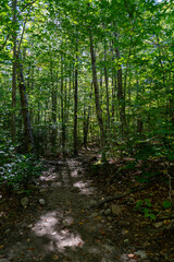 Scenic Forest Trail at Mount Willard New Hampshire Serene Nature Pathway.