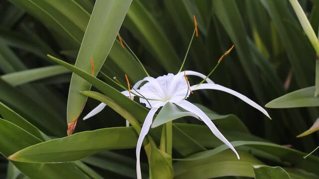 White Swamp Lily flower on a Crinum plant in a garden
