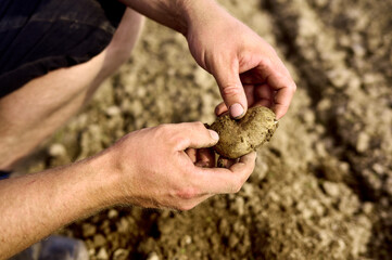 Junger Bauer h&auml;lt eine Kartoffel in den H&auml;nden auf dem Feld. 