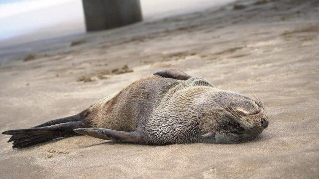 r&iacute;a de elefante marino es despertada por el mar, en la costa de Pinamar, Buenos Aires, Argentina.