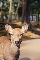 Obraz premium The famous wild deers of the city of Nara in Japan