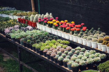 Succulent and Cactus Garden: A Vibrant Display of Colorful Pots