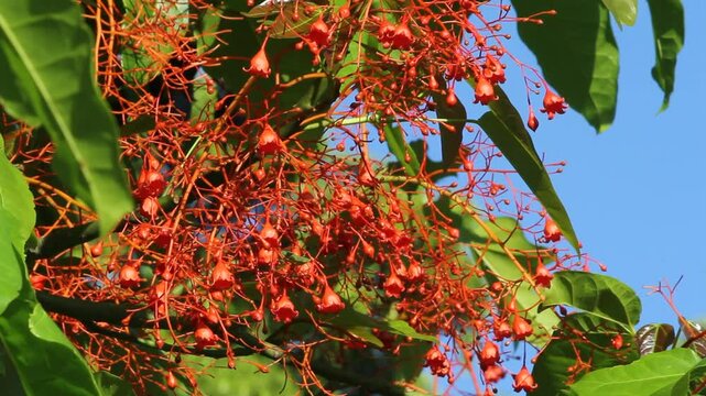 Red flowers on a flame tree (Brachychiton acerifolius) in an Australian garden