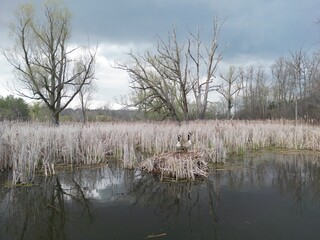 Two Canada geese on their nest in a marsh - Deux bernaches du Canada sur leur nid dans un marais