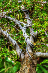 Intricate Bonsai: Twisted Branches, Lush Greenery, Artistic Shaping