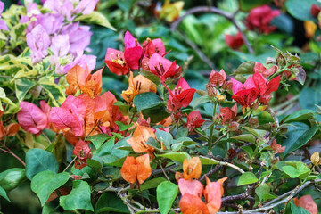 Vibrant Bougainvillea Blooms: A Colorful, Lush Garden Scene