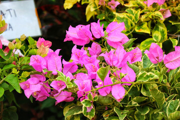 Vibrant Pink Bougainvillea Blooms: A Lush, Tropical Floral Display