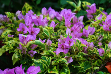 Vibrant Bougainvillea Blooms: A Lush, Pastel Garden Scene