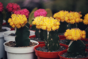 Vibrant Yellow Gymnocalycium Mihanowii Cacti in Pots: A Sunny Botanical Scene
