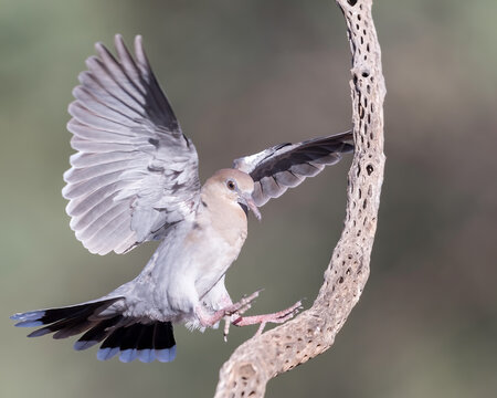 White-winged Dove (Zenaida asiatica), Southern Arizona