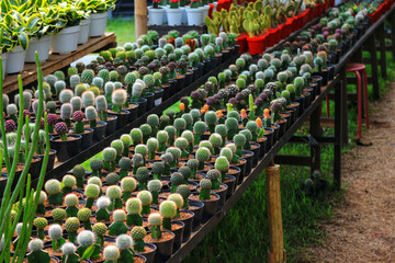 Cactus Nursery: Rows of Diverse Succulents in Serene Garden Setting
