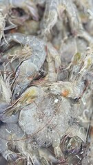 Fresh raw prawns on the ice in supermarkets, shrimp, fish markets, food pictures