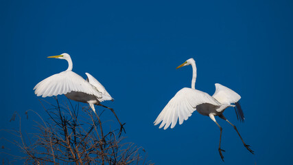 Egrets flying 
