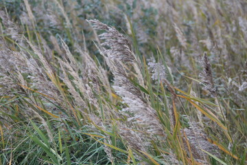 Grass in the wind