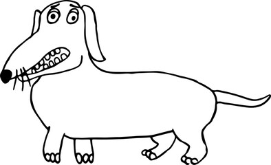 funny dachshund with square teeth stands and looks surprised