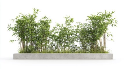 Obraz premium Lush Green Bamboo Plant Arrangement in Contemporary Planter Against a Minimalist White Background, Perfect for Interior or Landscape Design Projects