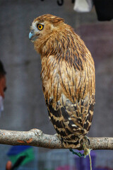 Majestic Brown Hawk-Owl:  Detailed Plumage, Serene Pose, Wildlife Photography