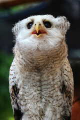 Fluffy Young Owl: A Close-Up Portrait in Soft Lighting