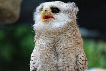 Fluffy Owlet Portrait: A Soft, Whimsical Close-up